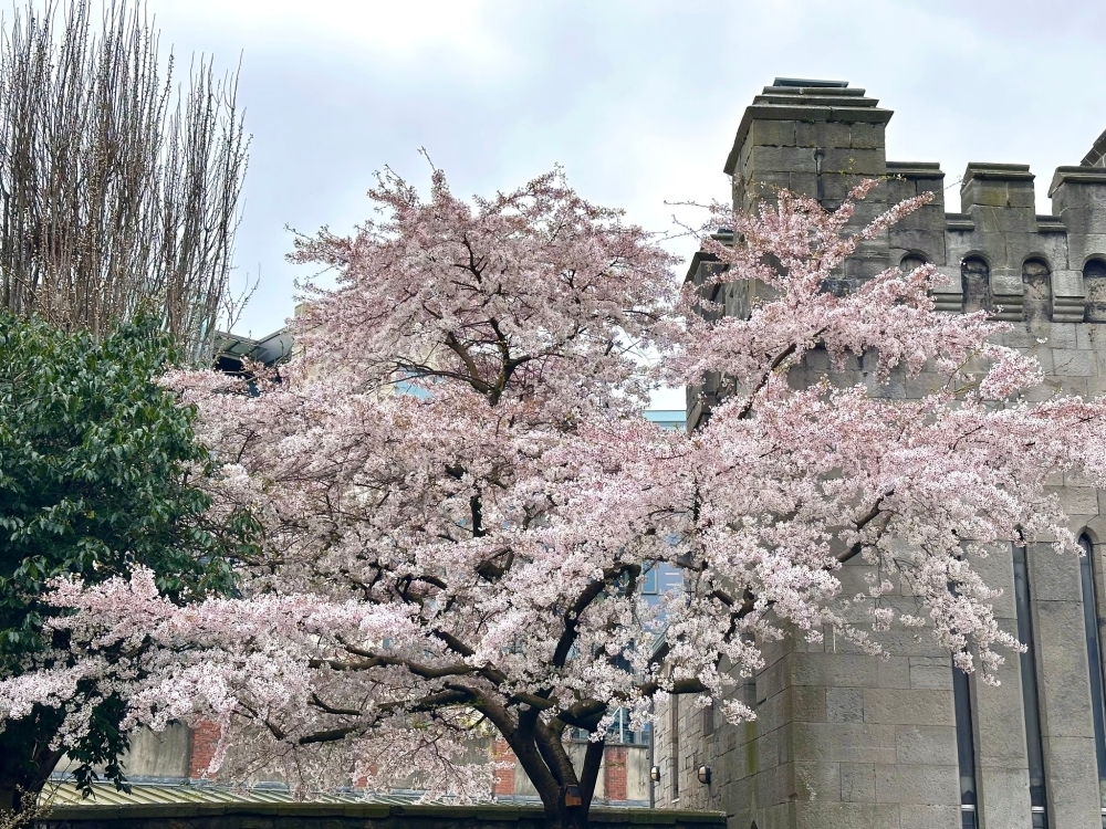 ダブリン市内の桜（令和8年3月撮影）